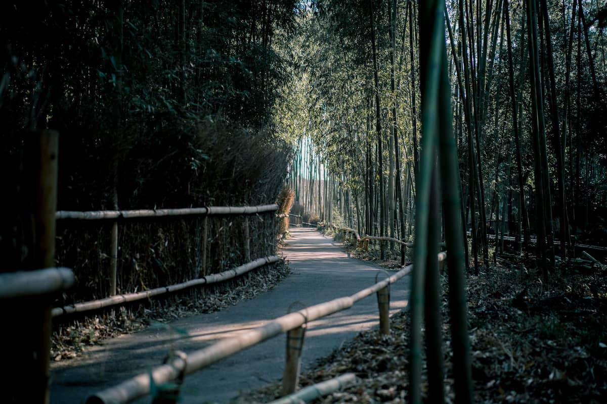 Bamboo Grove