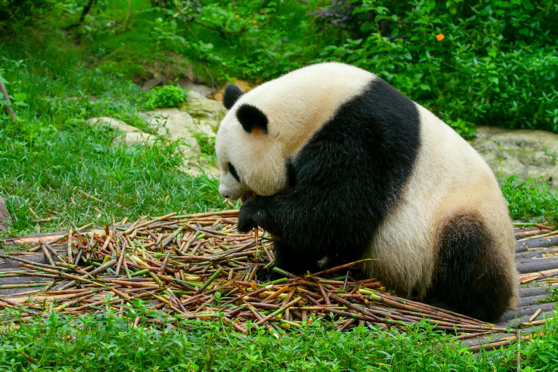 Giant Panda Breeding Base