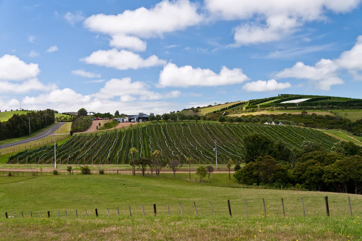 Waiheke Island