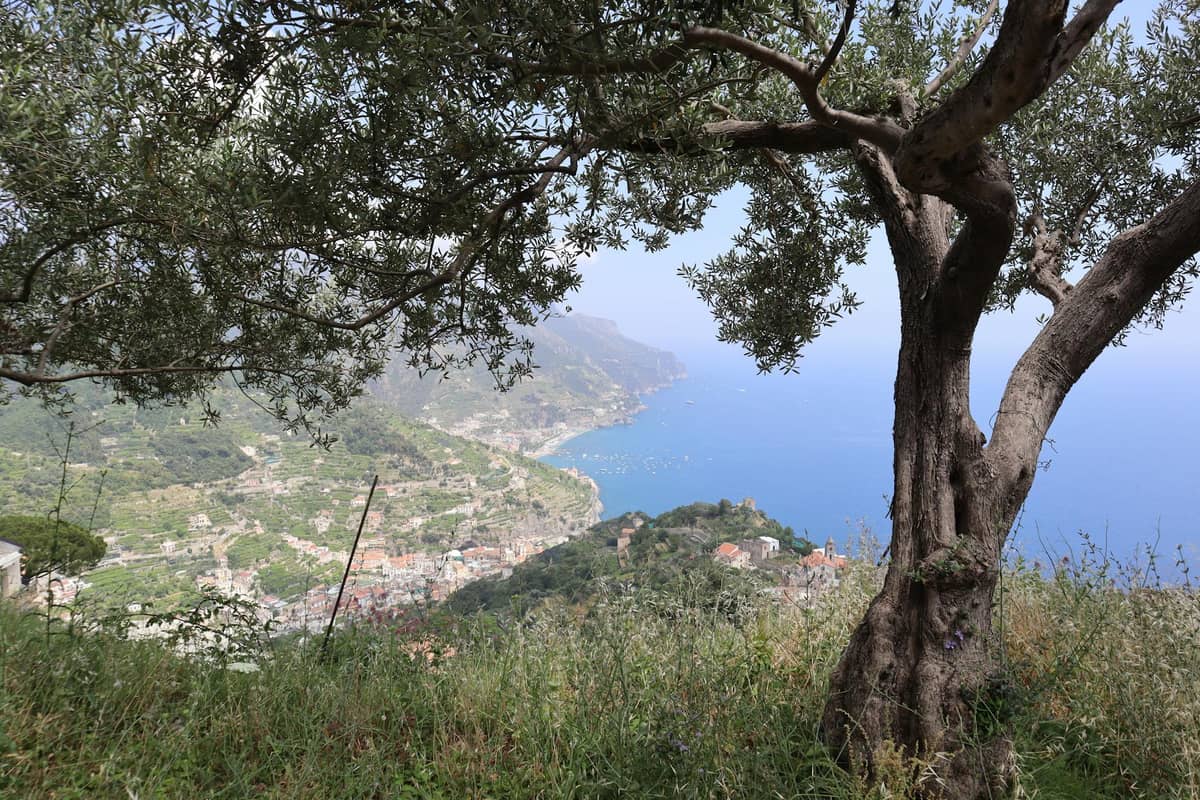 Amalfi Lemon Grove Tasting