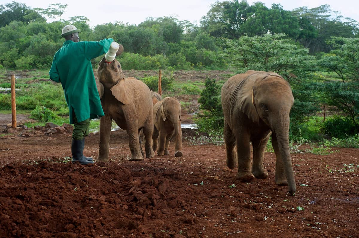 David Sheldrick Elephant Orphanage