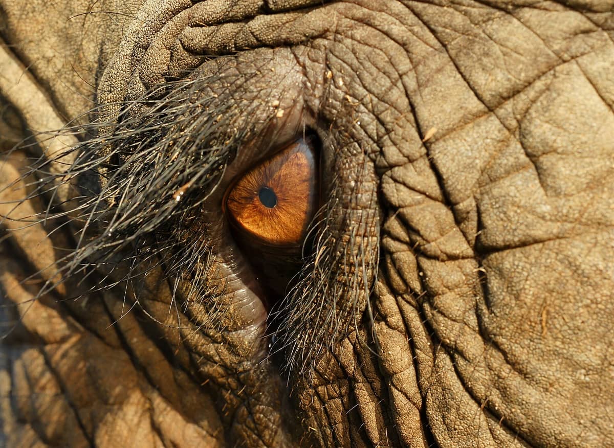 Elephant Nature Park