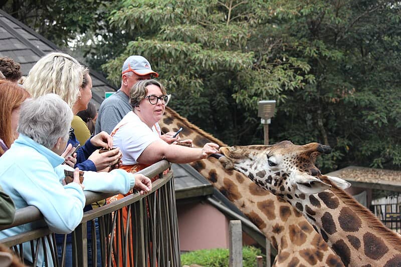 Giraffe Centre
