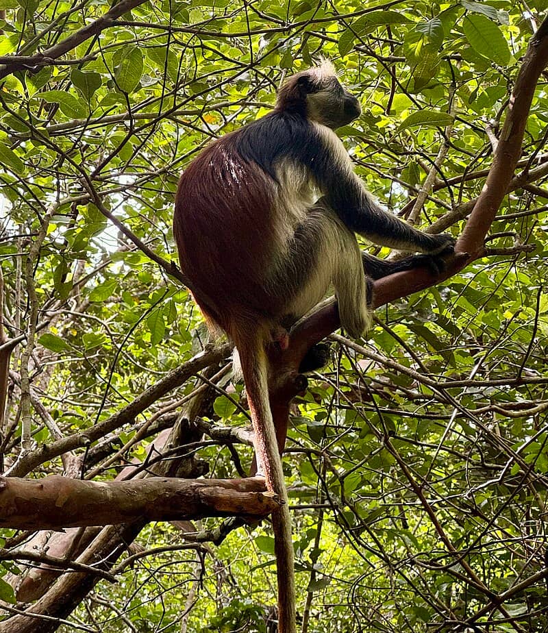 Jozani Chwaka Bay Forest