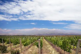 Mendoza