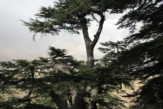 The Shouf